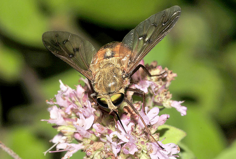 Pangonius cfr. variegatus, femmina  (Tabanidae)